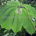 Passiflora macrophylla